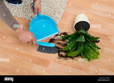 Man Cleaning Mud Spilled From Potted Plant On Floor Stock Photo Alamy