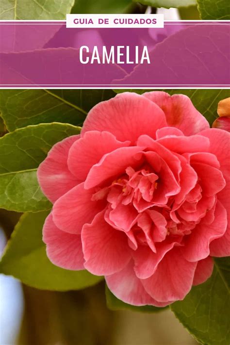 Camellia Japonica O Camelia Común Cuidados Y Reproducción