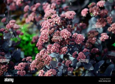 Sedum Telephium Purple Emperorhylotelephium Telephium Atropurpureum