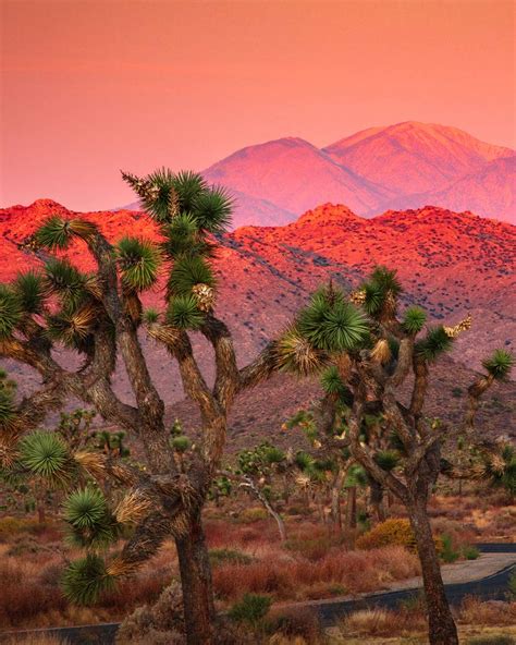 The Joshua Tree: An Iconic American Species on the Brink of Extinction ...