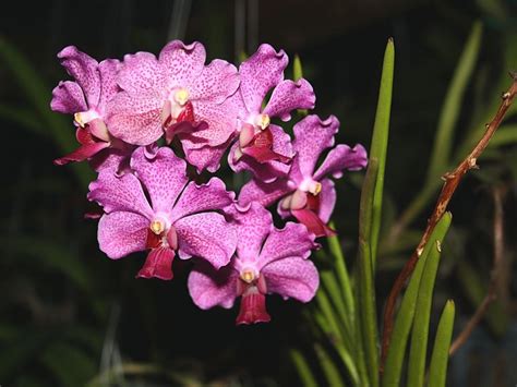 What Is A Vanda Orchid And Why Are They Popular Article OnThursd