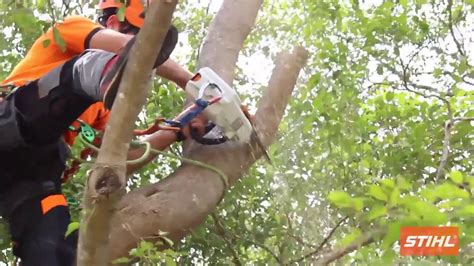 Stihl Msa 160 T Cordless Electric Climbing Saw Youtube