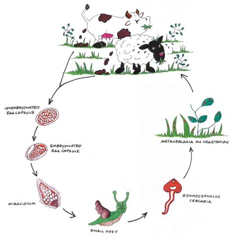 PARASITOLOGIA NUTRICION FASCIOLASIS