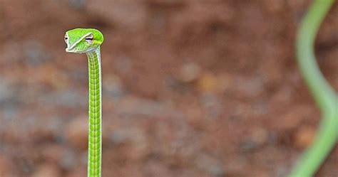 Tywkiwdbi Tai Wiki Widbee Vine Snake