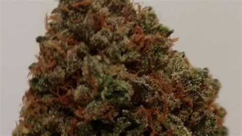 Stardawg Cannabis Strain 🌟🐶 Youtube