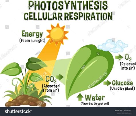 Diagram Photosynthesis Biology Life Science Education Stock Vector