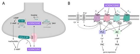 Biomolecules Free Full Text The Pathophysiology And Treatment Of