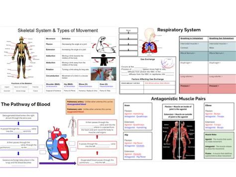 OCR GCSE PE Paper 1 Anatomy Physiology Knowledge Organisers