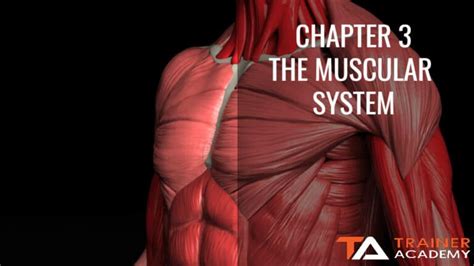 Chapter 18 Periodization