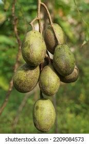 Fresh Ambarella Fruit Tree Ambarella Fruits Stock Photo 2209084573 ...