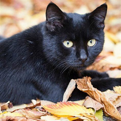 Significado De Soñar Con Un Gato Negro