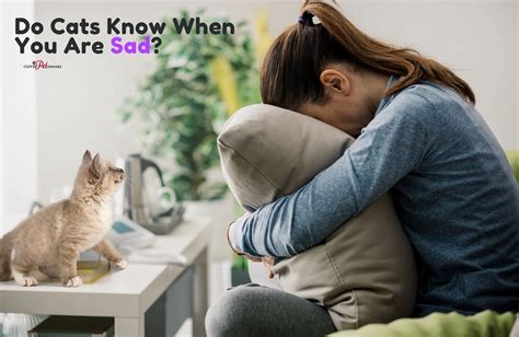 Do Cats Feel When You Are Sad At Esther Cunningham Blog