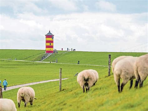 Schutz vor Wölfen am Deich in Emden und Krummhörn Projekt an der Weser