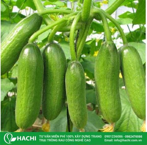 cach trong dua leo dua chuot cho nang suat cao nhat