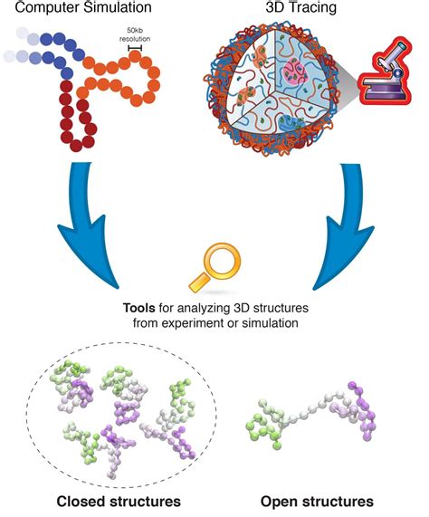 Scientists identify 'dumbbell-like' structures of protein-encoding DNA