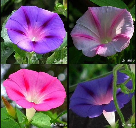 Morning Glory Colors | Pretty flowers, Flowers, Flower garden