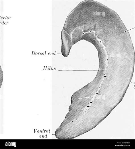 La anatomía de los animales domésticos Anatomía Veterinaria Borde