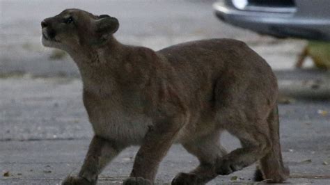 Niña De 9 Años Sobrevive Al Ataque De Un Puma En Estados Unidos Sufrió Graves Heridas En La