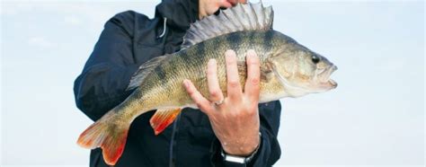 Smallmouth Bass Fishing Tips and Tricks | Bass Fishing Universe