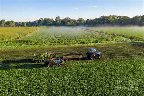 Celery Farming Photograph By Jim Westscience Photo Library Pixels