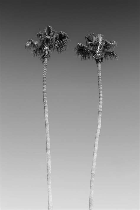 Palm Trees In Black White P Sters L Minas Cuadros Y Fotomurales