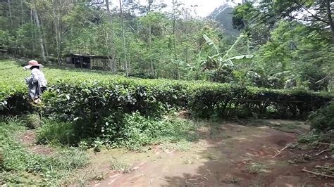 Kebun Teh Nglinggo Kulonprogo Youtube