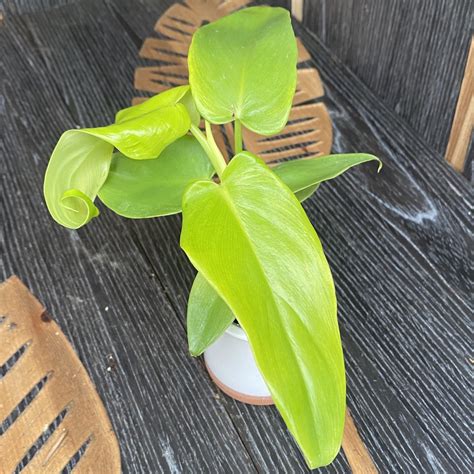 Philodendron Bipennifolium Aurea Gold Violin Babyplant Floraria