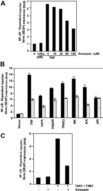 Gossypin Inhibited The Tnf Induced Expression Of The Nf B Dependent