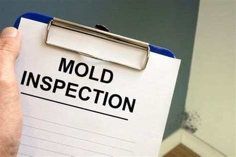 How To Prepare For Mold Remediation HomeGardenGuides