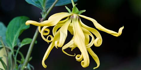 The Top 9 Uses Of Ylang Ylang Essential Oil The Whole Daily