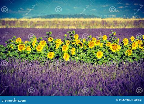 Lavender And Sunflower Field Provence France Stock Photo Image Of