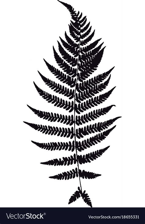 Fern leaf silhouette Royalty Free Vector Image