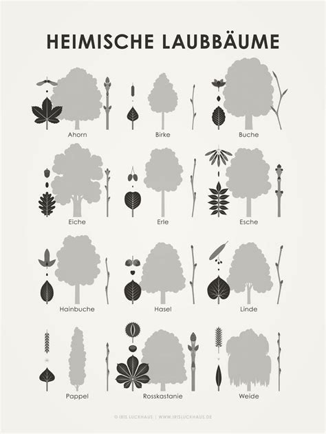 Heimische Laubb Ume Tree Identification Chart Tree Identification