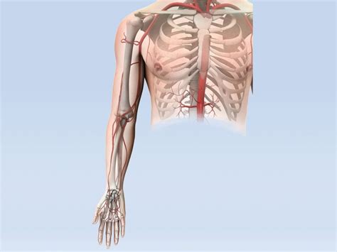 LAB EXAM 4 ARTERIES Upper Extremity Diagram Quizlet