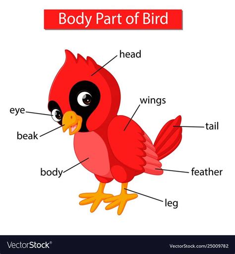 Illustration Of Diagram Showing Body Part Of Red Cardinal Bird