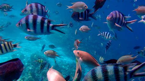 Cabo Pulmo marine reserve has totally revitalized its coral reefs