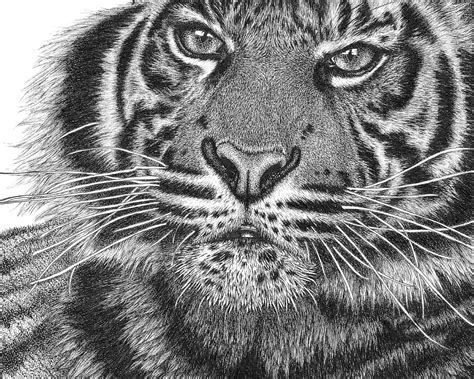 Tiger Pen Drawing At Explore Collection Of Tiger