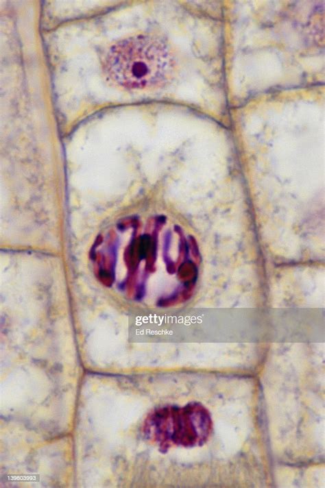 Plant Mitosis Prophase 500x At 35mm Onion Root Tip The Chromosomes Are