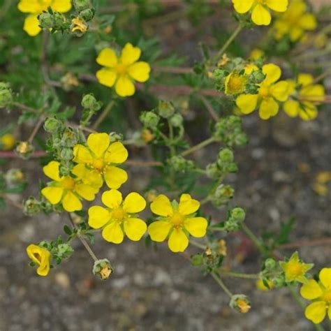 Potentilla Argentea Silber Fingerkraut WildBlumenLiebe