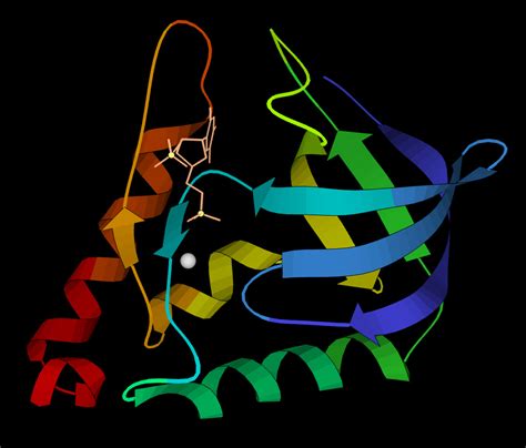 Micrococcal Nuclease; Staphylococcal Nuclease