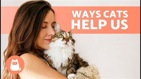 10 Things Your Cat Does For You And You Dont Realize 🐱 Youtube