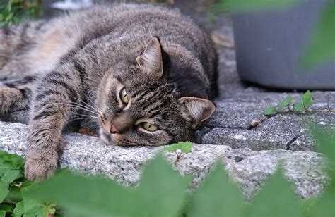 Katze Katzen Schnurrhaare Kostenloses Foto Auf Pixabay