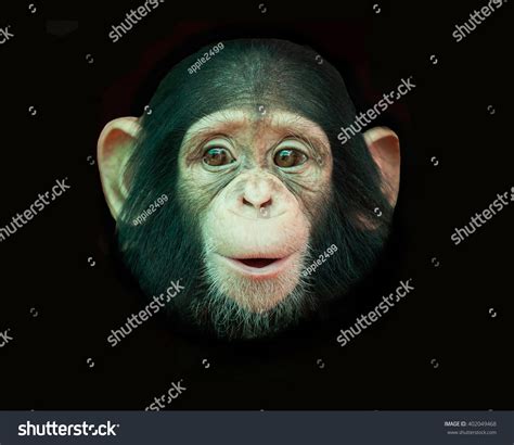 4037 Old Chimpanzee Images Stock Photos And Vectors Shutterstock