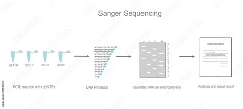 The Sanger Sequencing Workflow Of DNA Sequencing Detection That