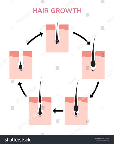 Hair Growth Cycle Skin Follicle Anatomy Stock Vector (Royalty Free ...