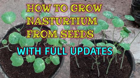 How To Grow Nasturtium From Seeds With Complete Updates Youtube