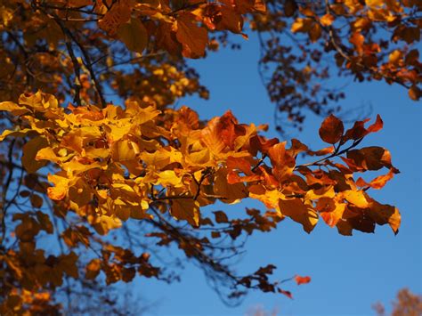 Free Images Nature Branch Sky Sunlight Leaf Flower Colorful