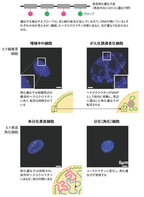 Research 細胞にみる老化のライフサイクル Jt生命誌研究館