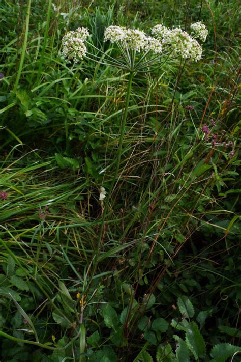 Silaum Silaus Burgenland Flora