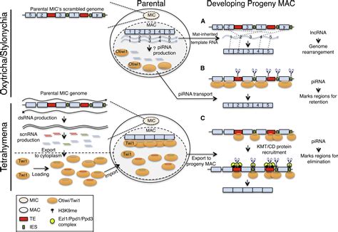 Nuclear Noncoding RNAs And Genome Stability Molecular Cell